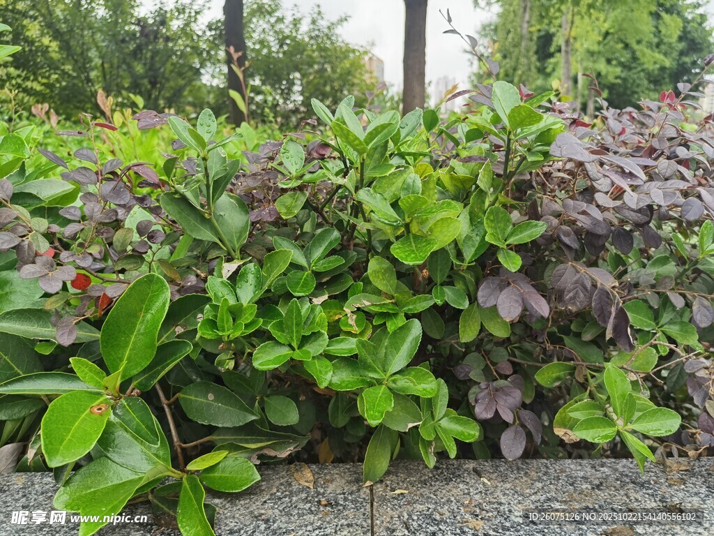 多彩绿植景观