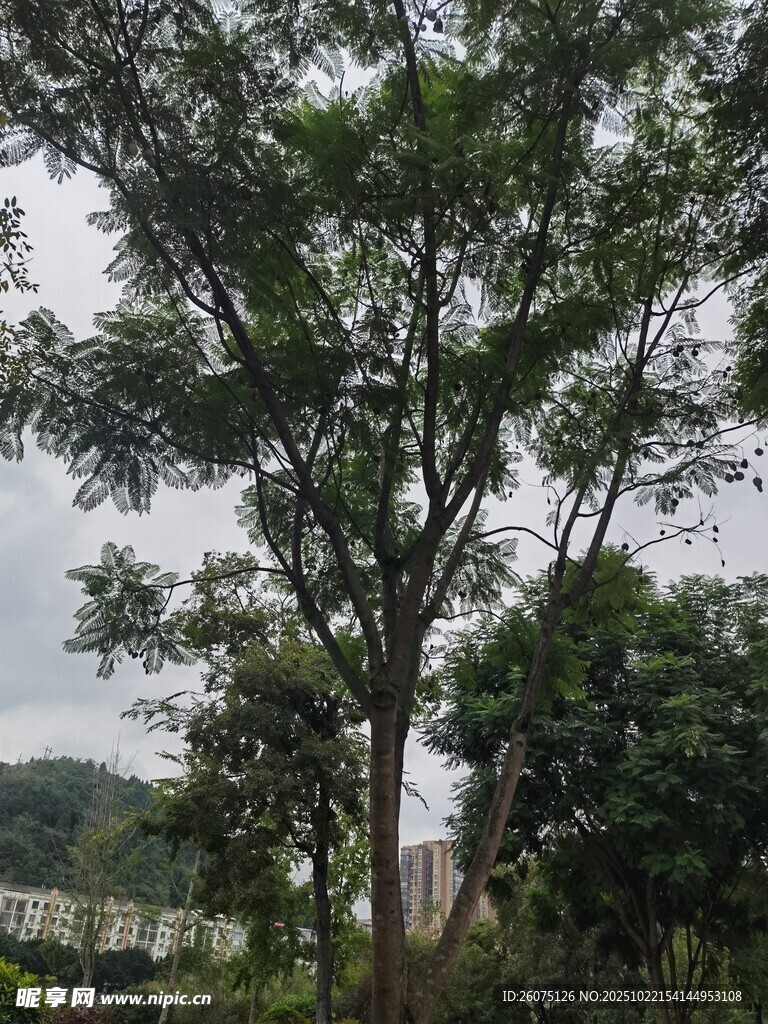 户外挺拔绿树景象