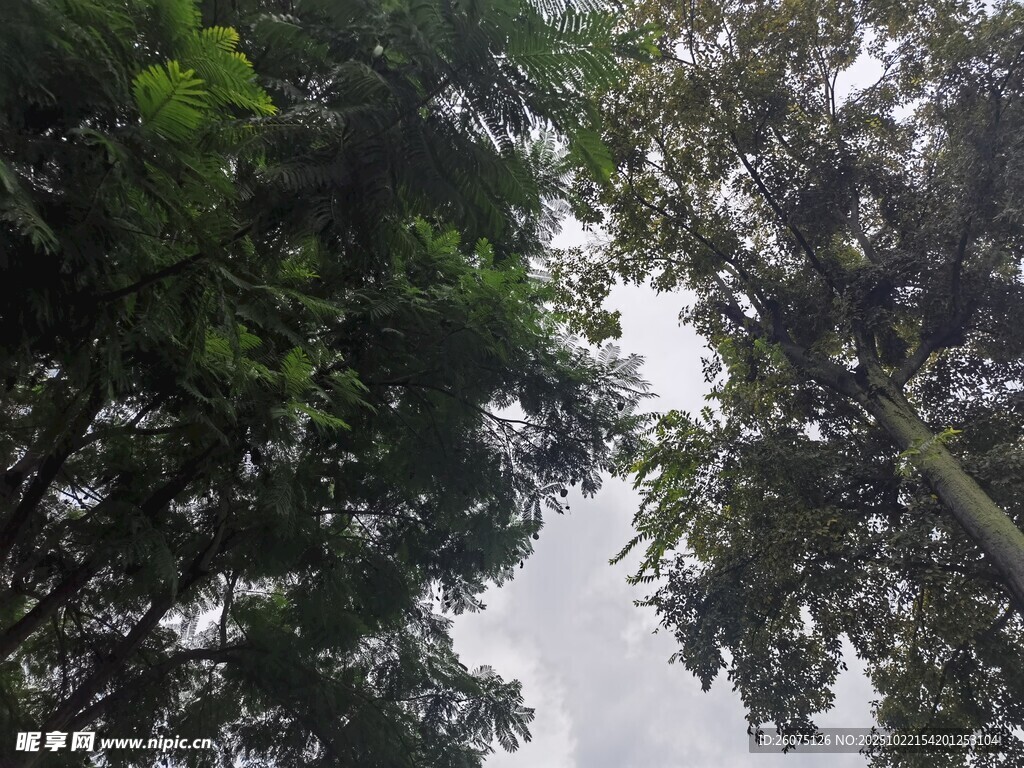 仰视茂密树林绿意盎然