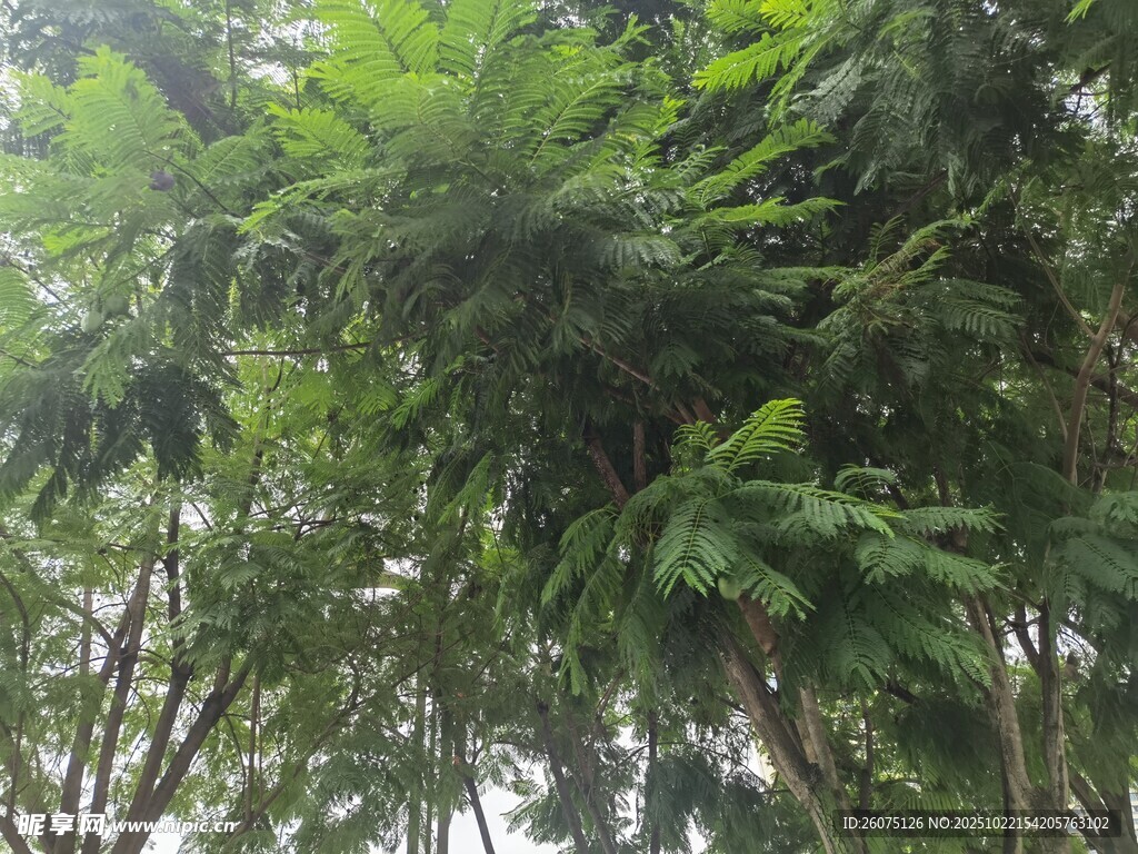 茂密丛林中的繁茂绿植