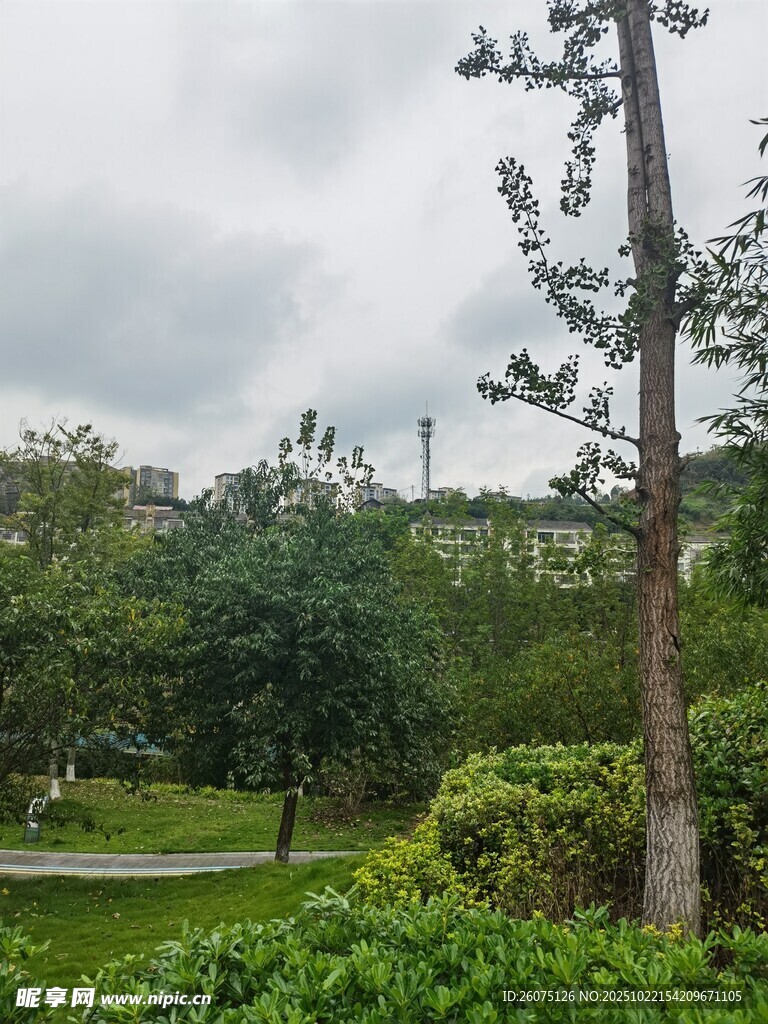 公园中的葱郁绿植与树木
