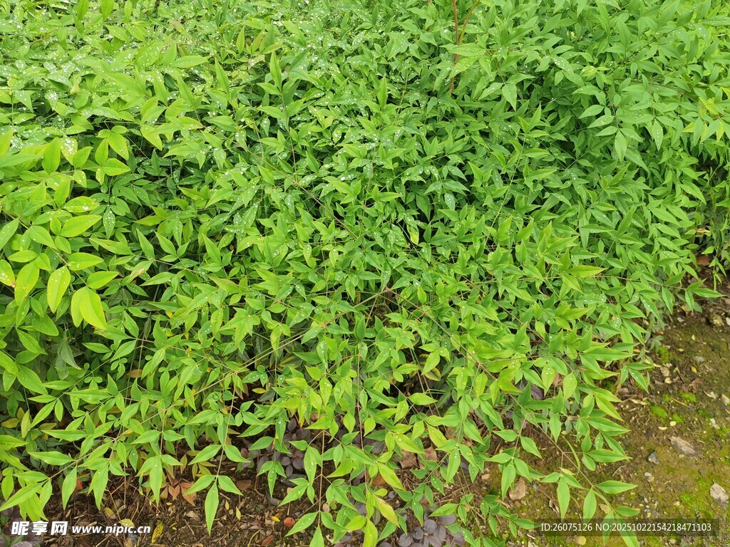 嫩绿植物生机勃勃的景象