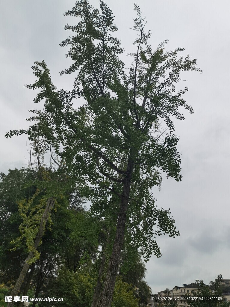高大挺拔的树木