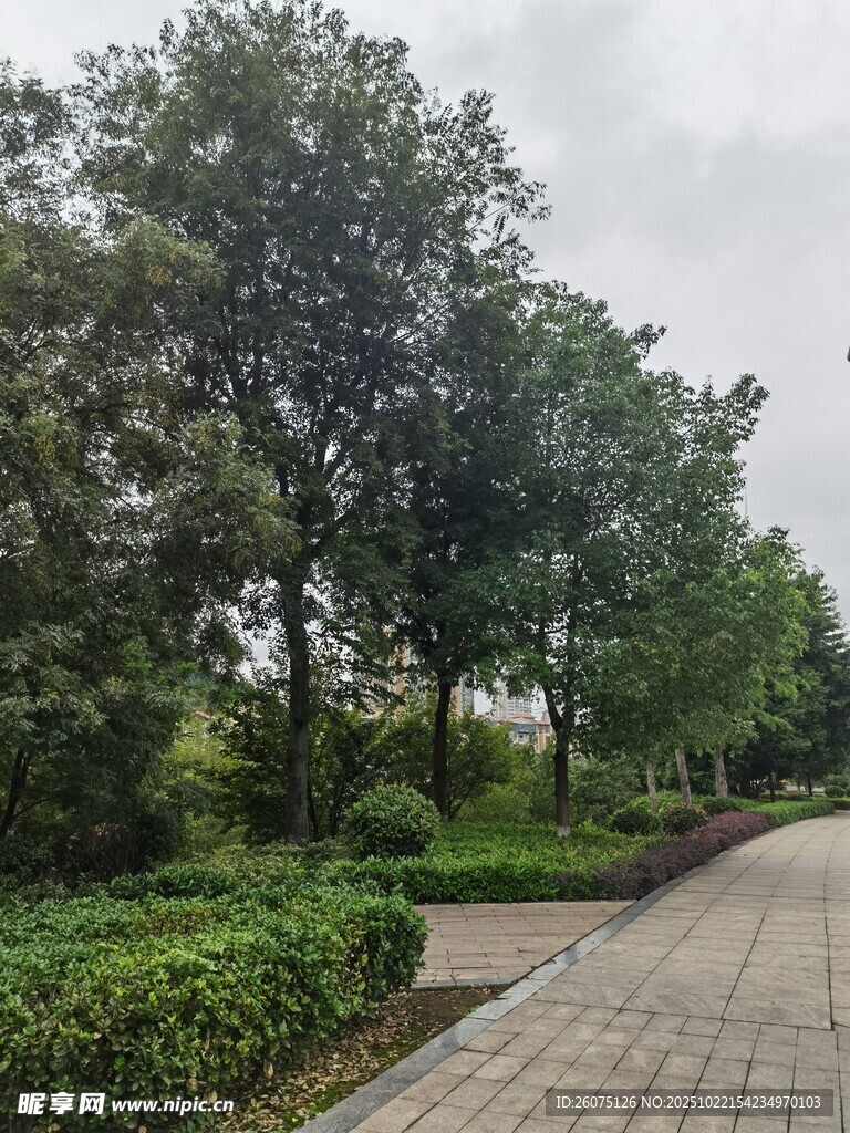 城市林荫步道景观