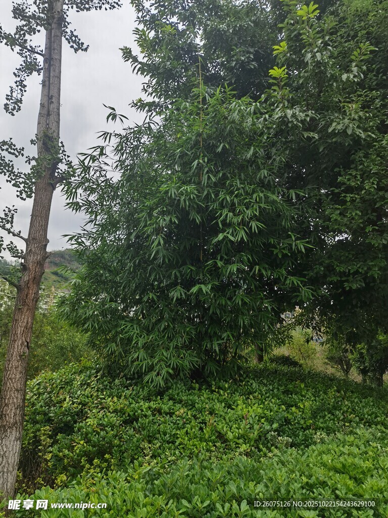 绿意盎然的户外树林景象