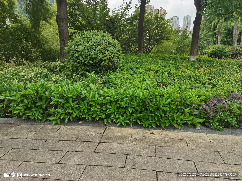 城市中葱郁的绿植景观