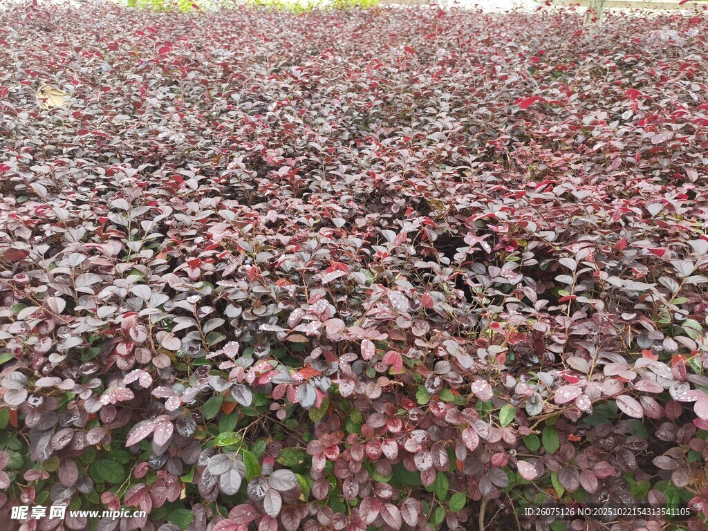 紫叶小檗植物景观