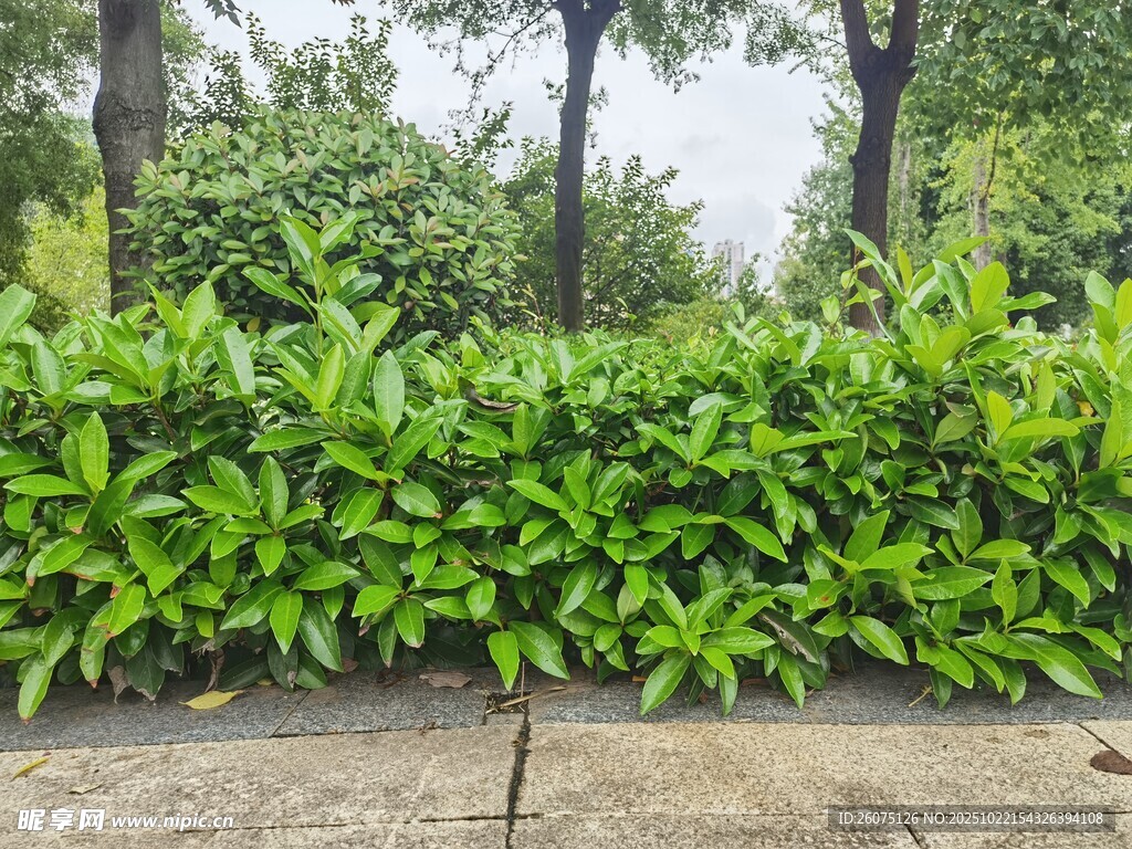 翠绿繁茂的户外绿植景观