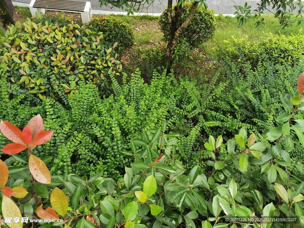 多彩绿植装点的美丽景致