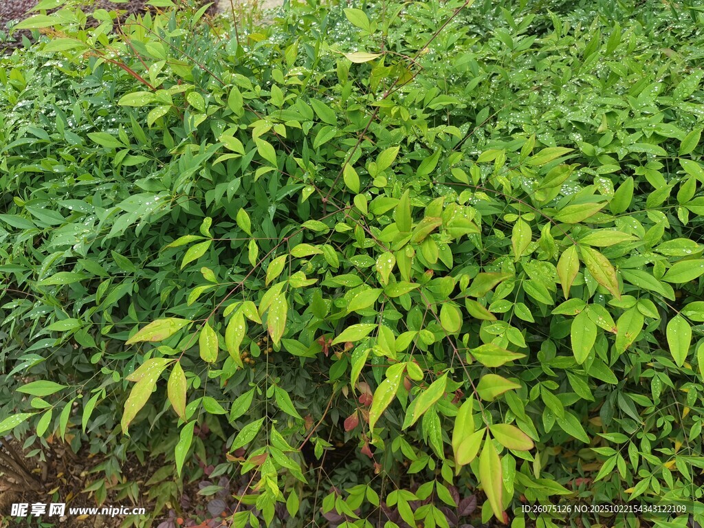 翠绿繁茂的植物景观