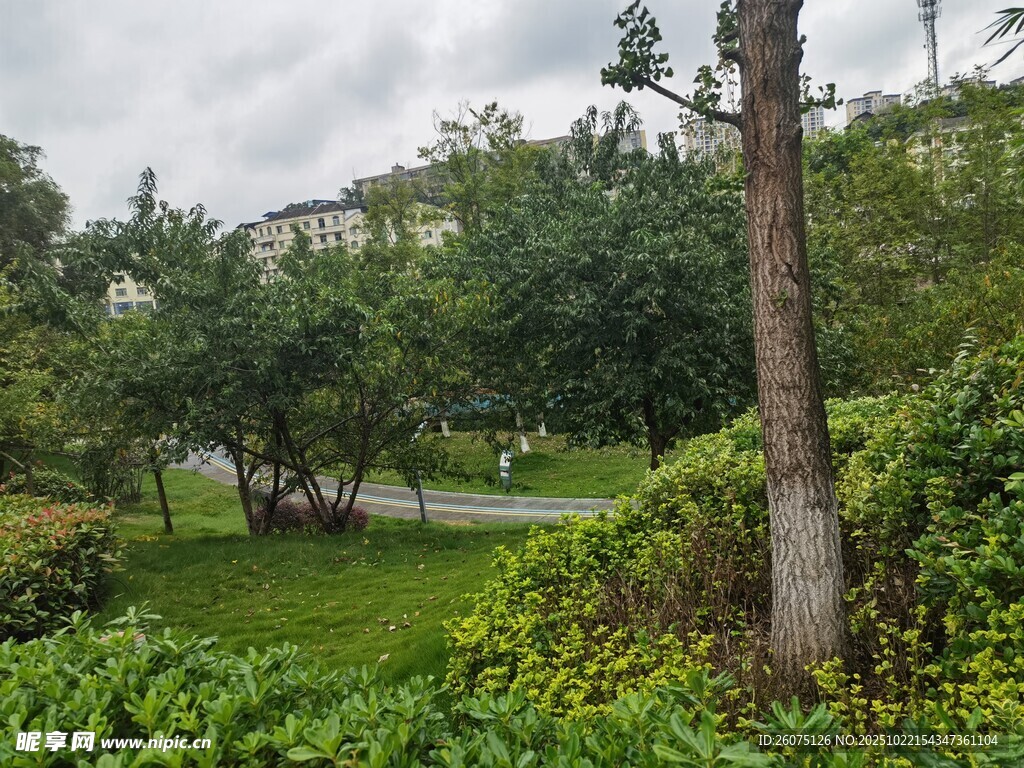 绿意盎然的公园景致