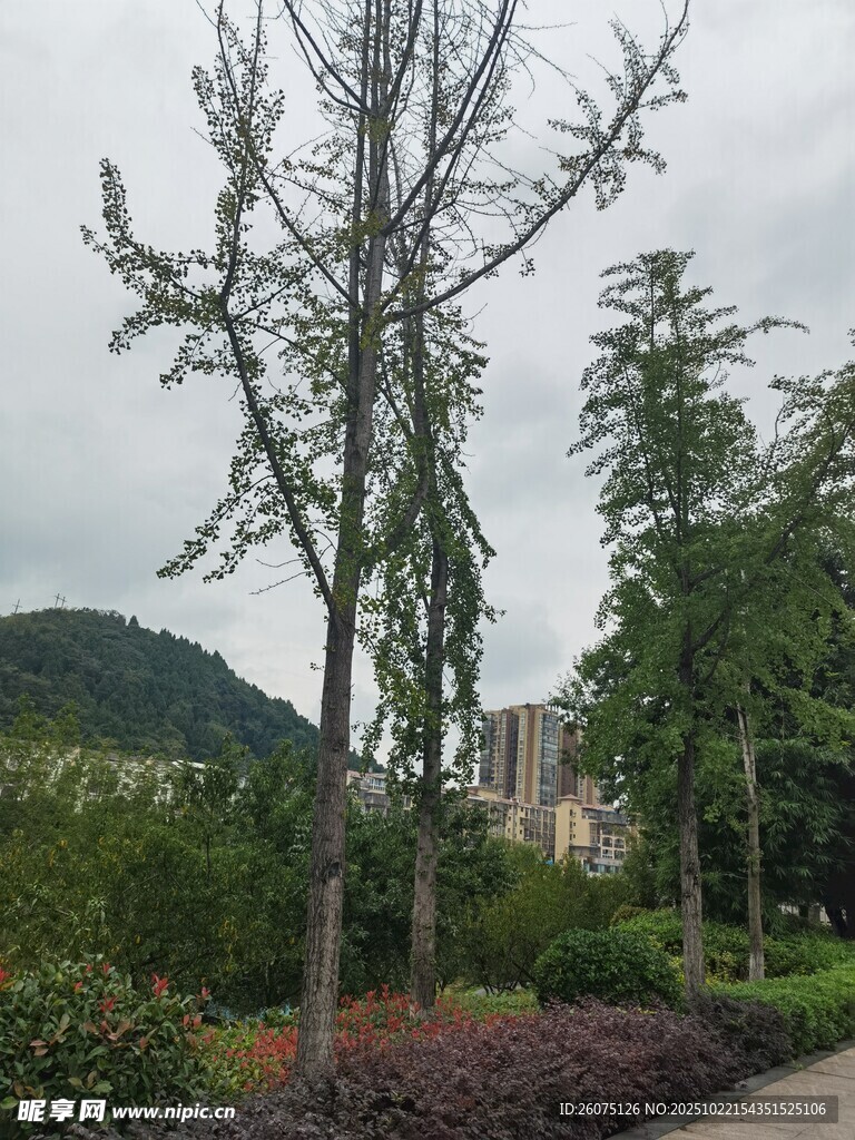 园林中的树木景观