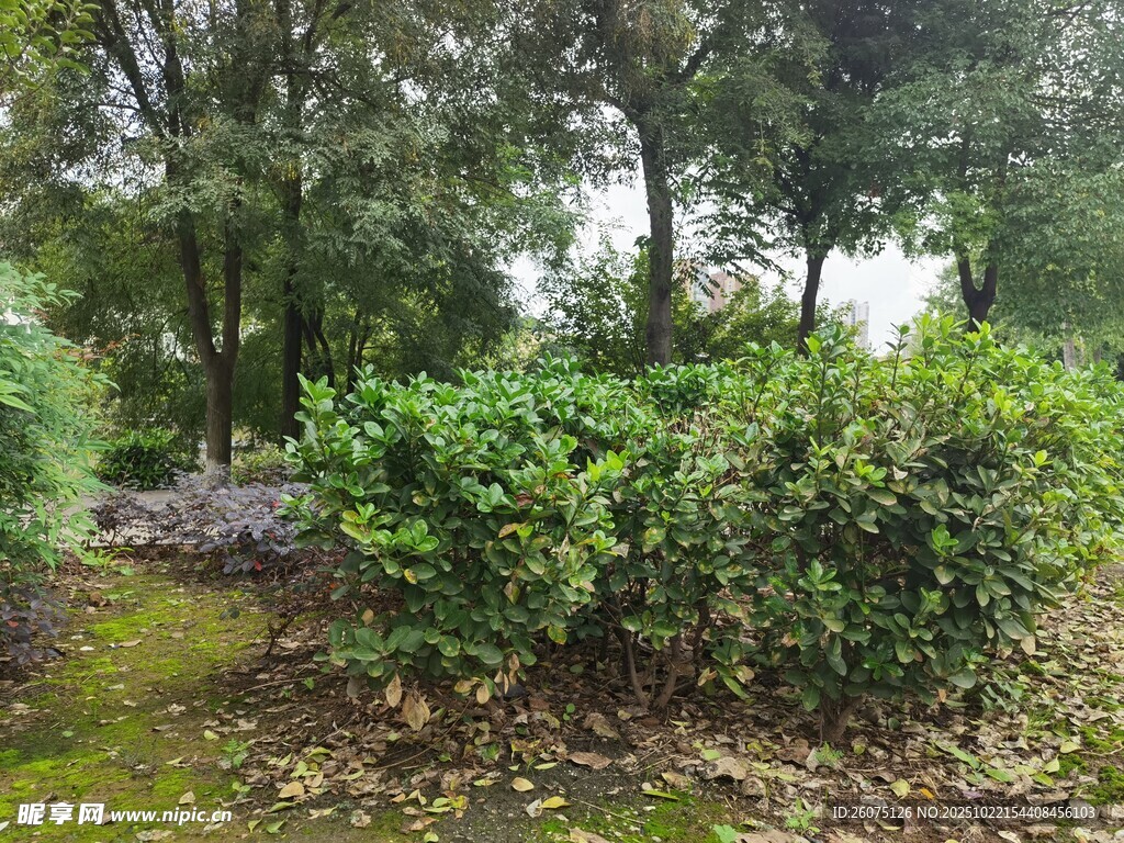 林间绿意盎然的灌木丛景观