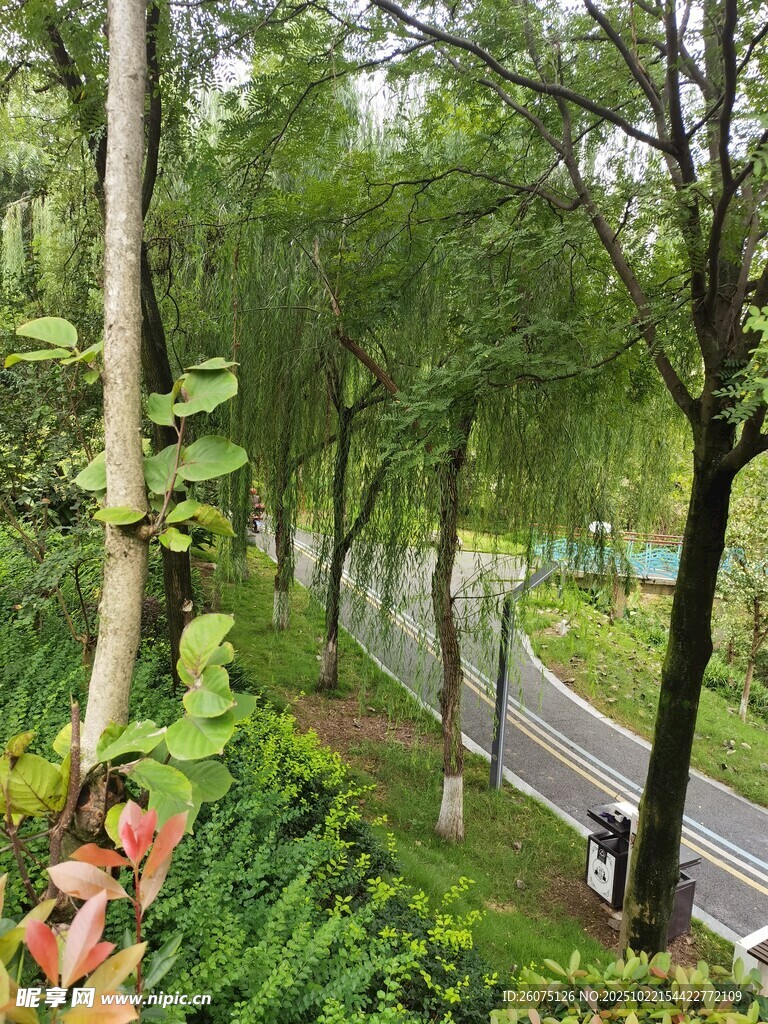 林间蜿蜒公路的自然景致