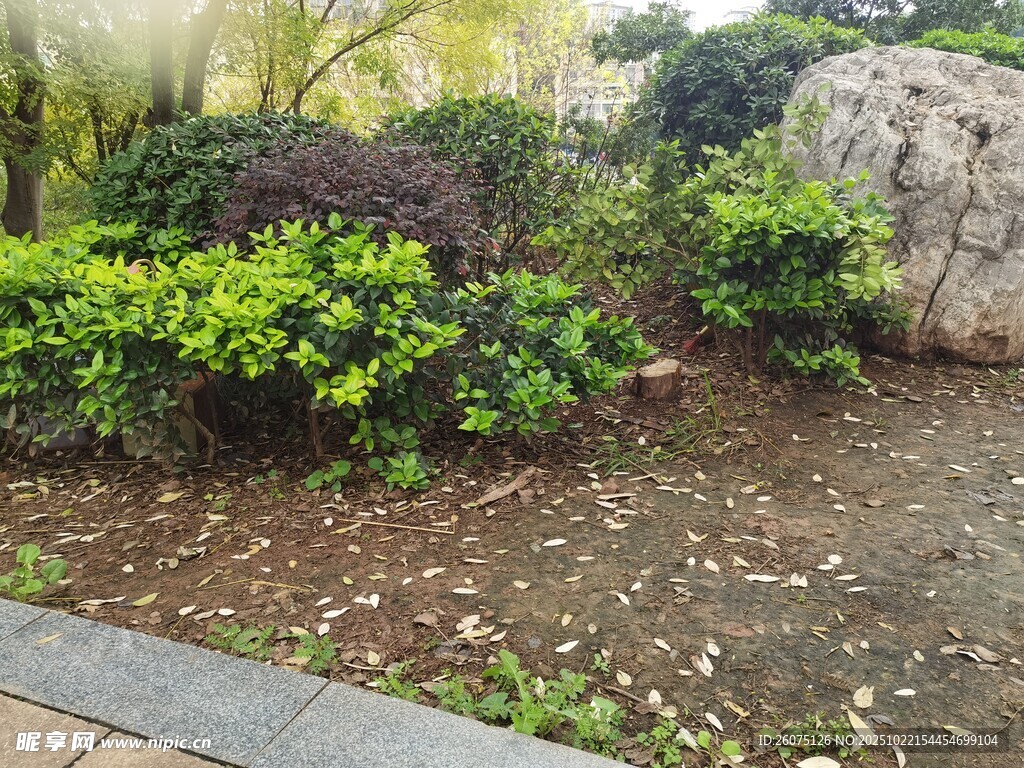 花园绿植景观