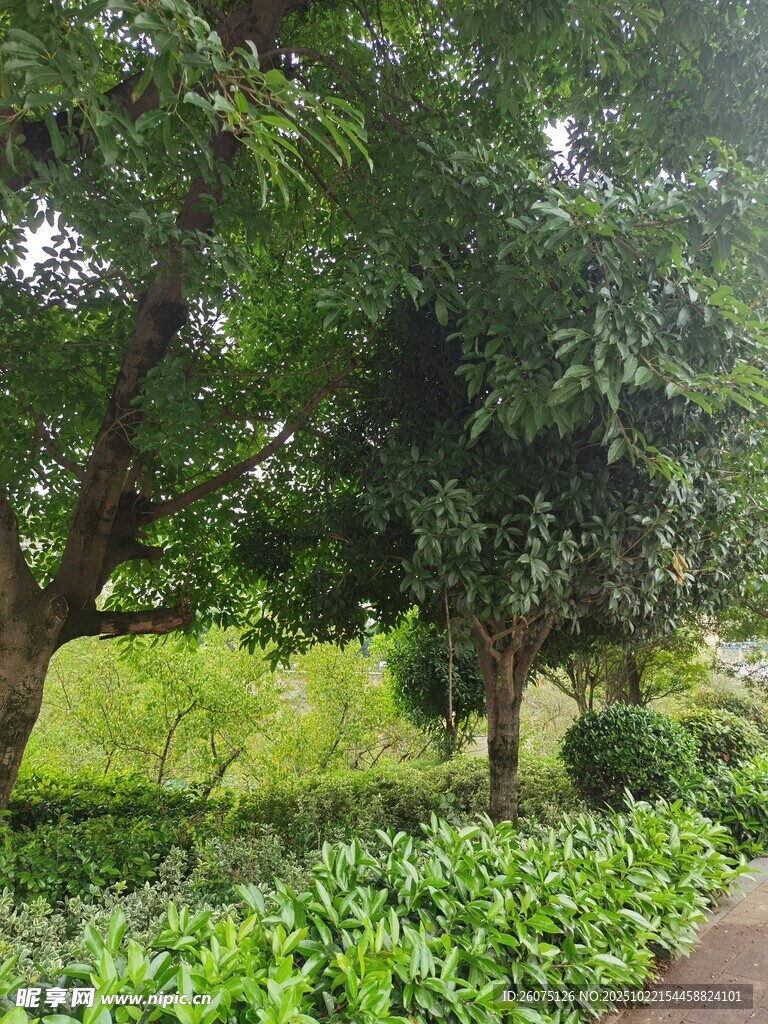 林间绿意盎然的小径