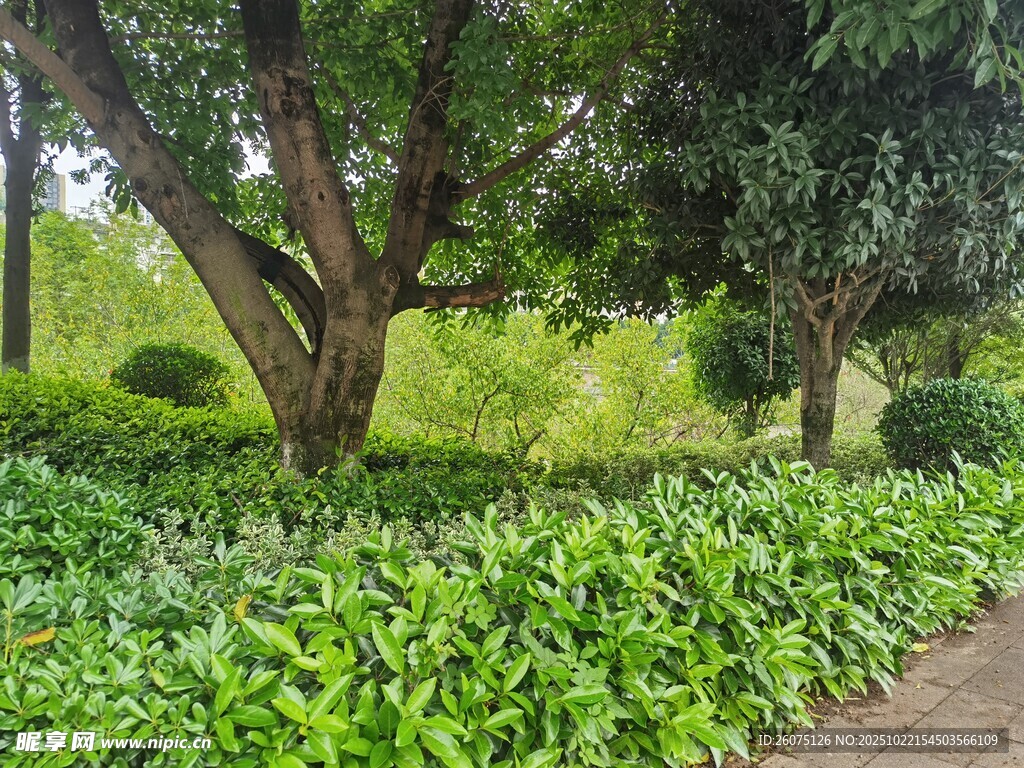 绿意盎然的园林景观