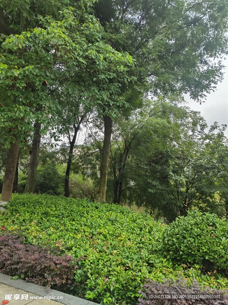 绿意盎然的园林景观
