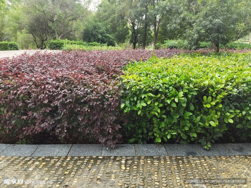 多彩灌木装点园林景观