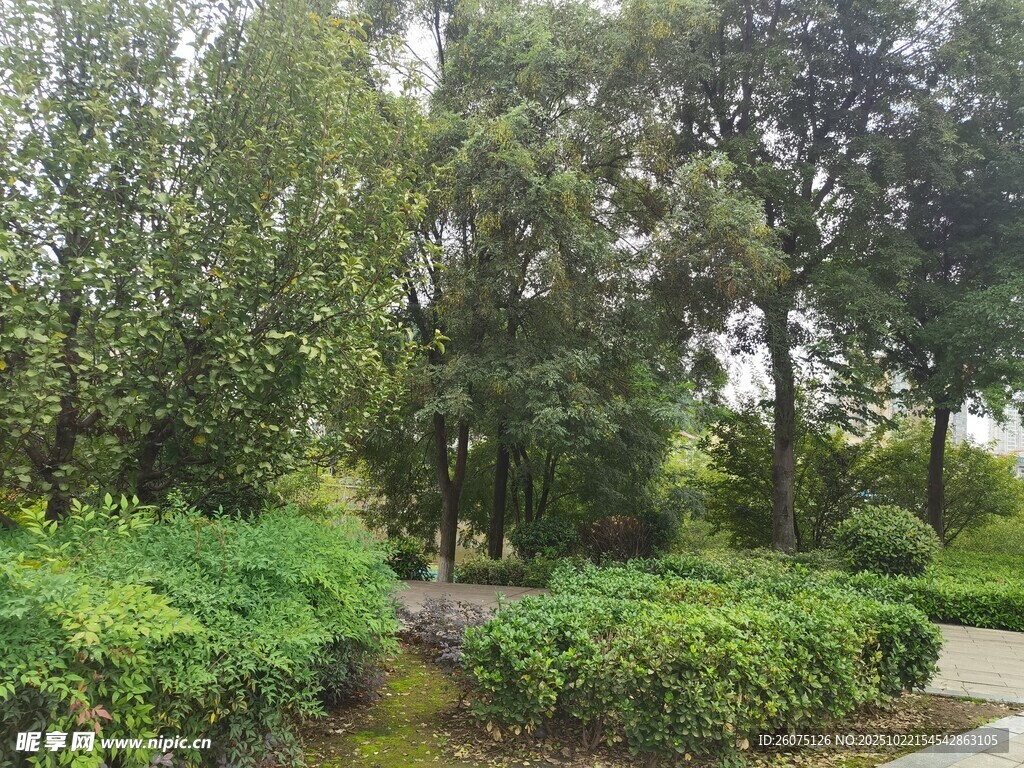 绿意盎然的林间小道