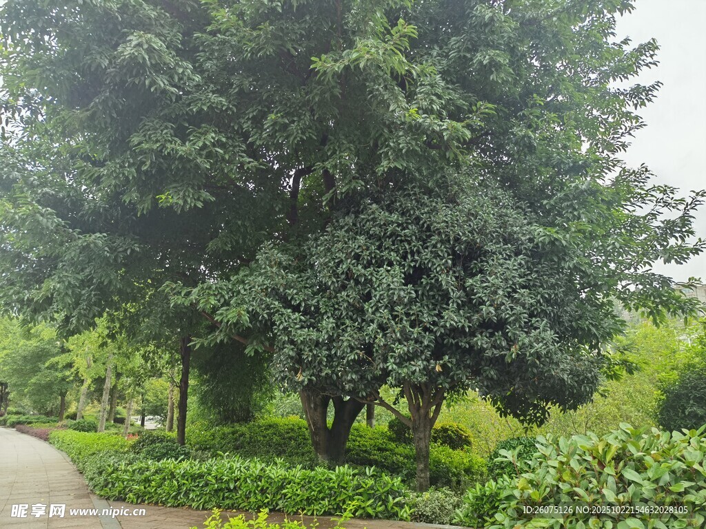 绿意盎然的园林树木景观
