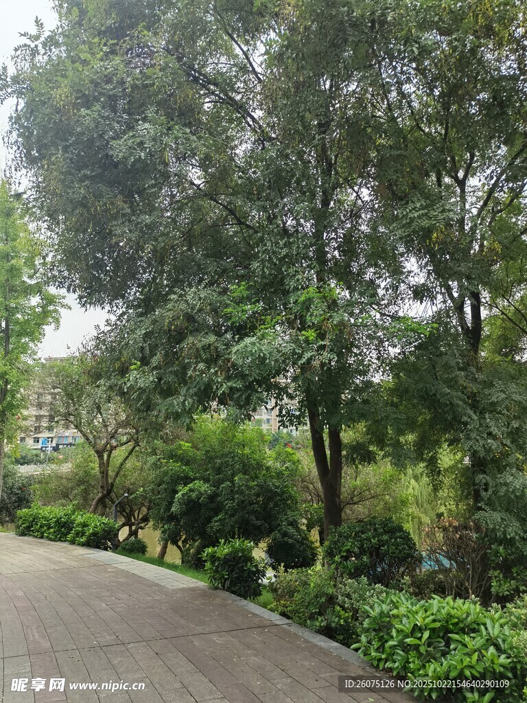 林间幽静小路绿意盎然