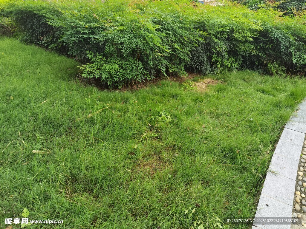 绿意盎然的草地与绿植