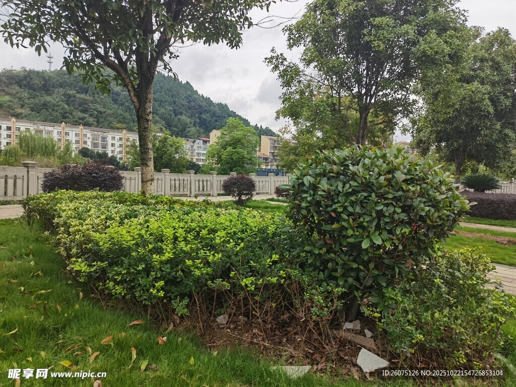 绿意盎然的园林景观