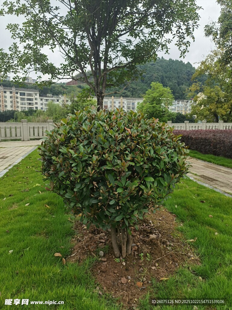 绿意盎然的园林灌木景观