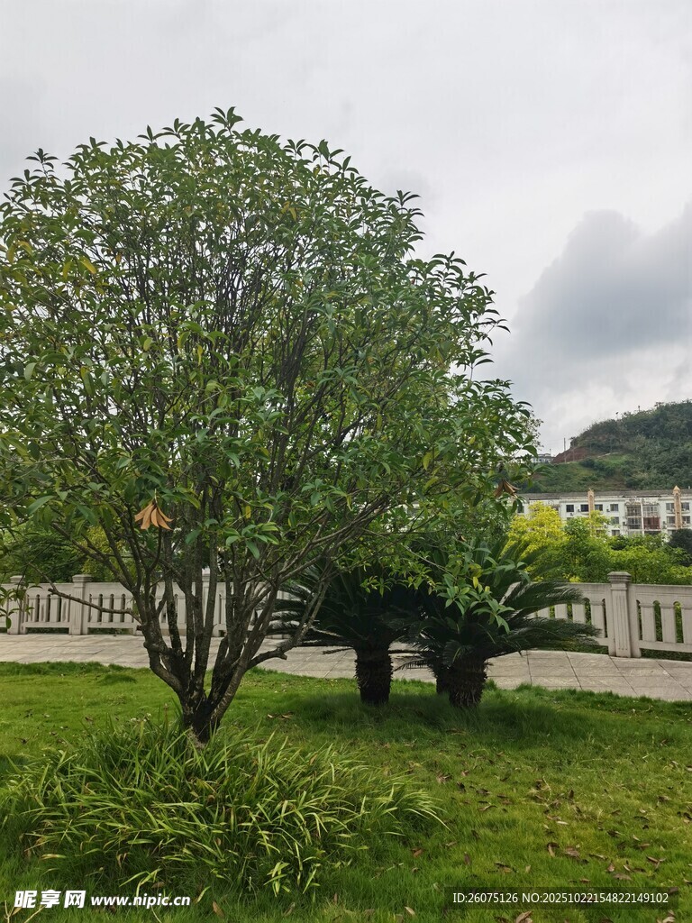绿树成荫的户外景致