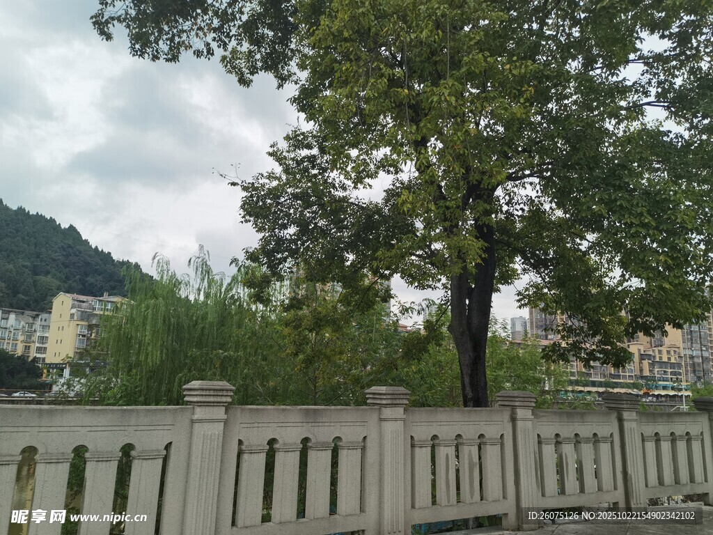 户外树木与围栏风景图