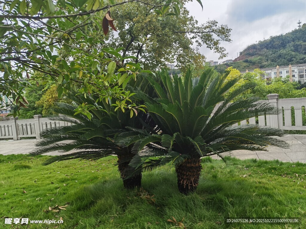 草地上的两棵苏铁植物