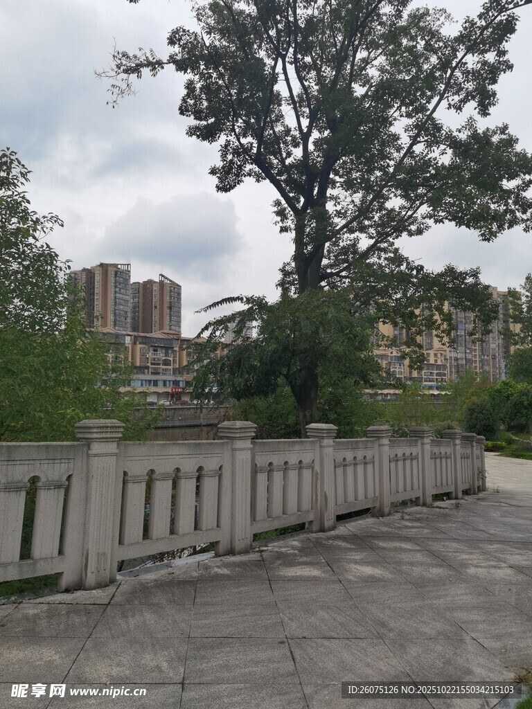 户外水泥路旁的树木与围栏