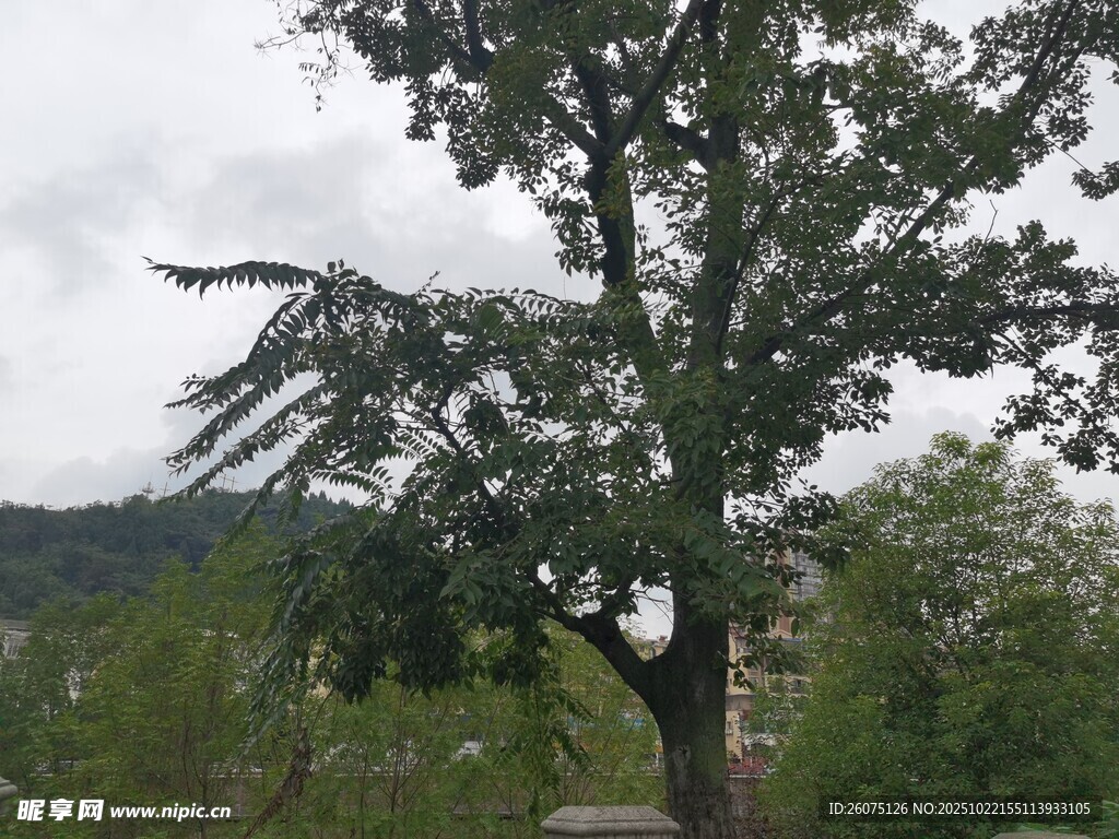 户外挺拔树木风景