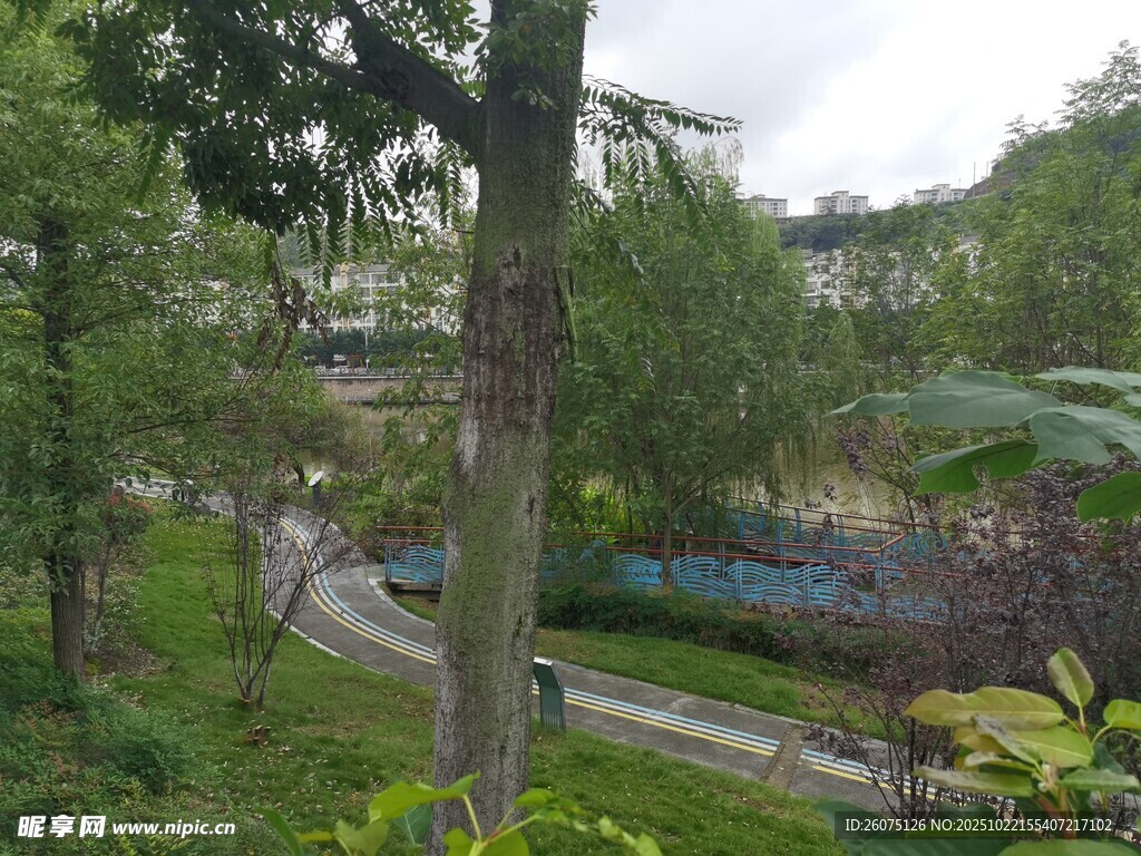 林间小道的自然景致