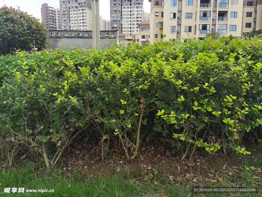 城市中葱郁的绿植景观