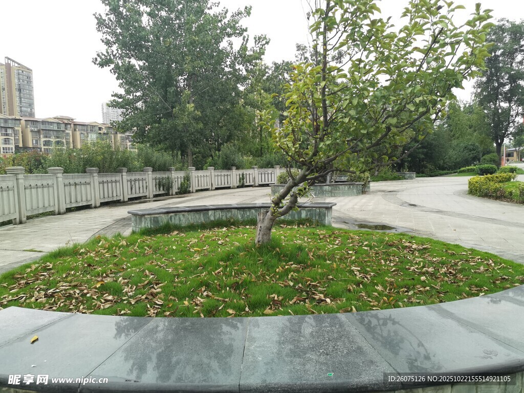 公园中的绿树与草坪景观