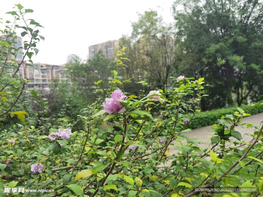 花园中的娇艳花卉