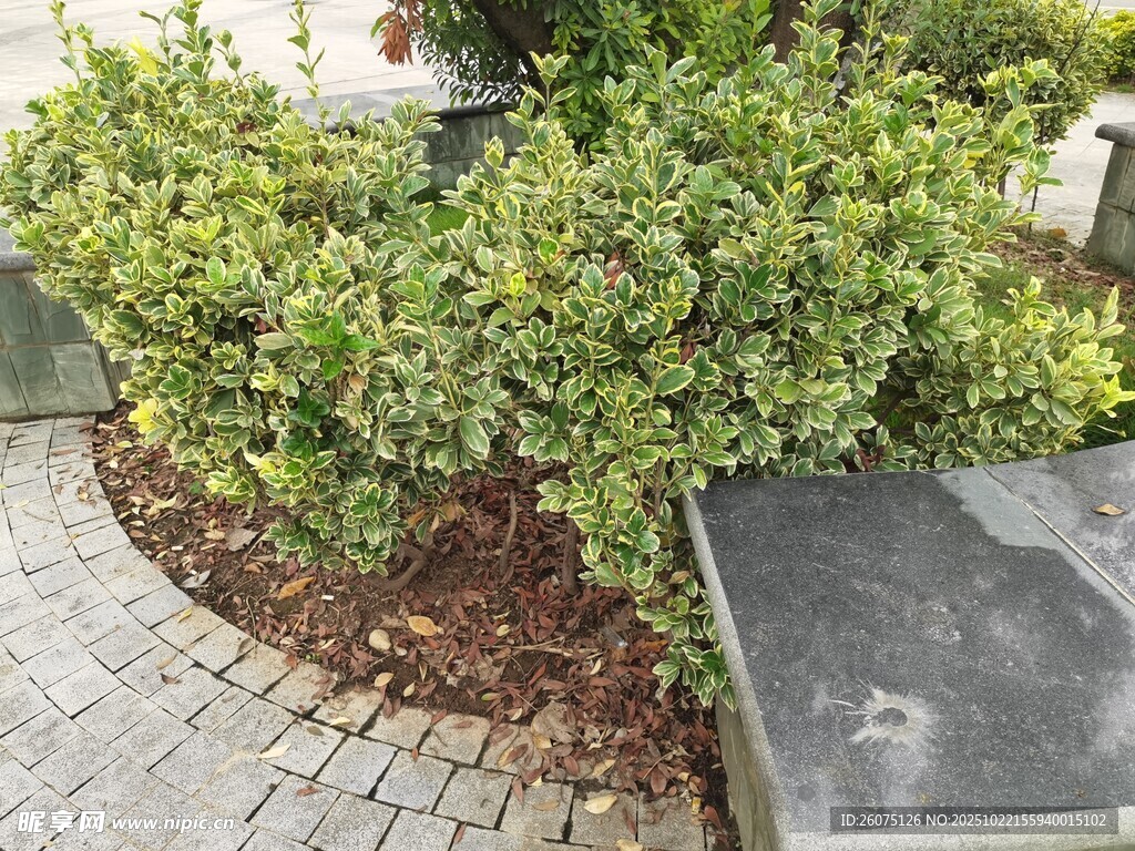 花园中的绿植景观