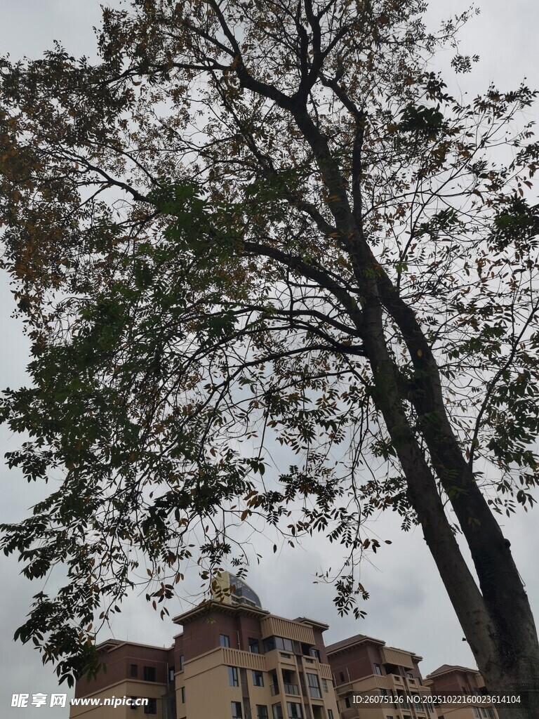 秋日老树与背后建筑