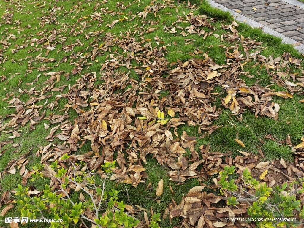 地面散落的枯黄落叶