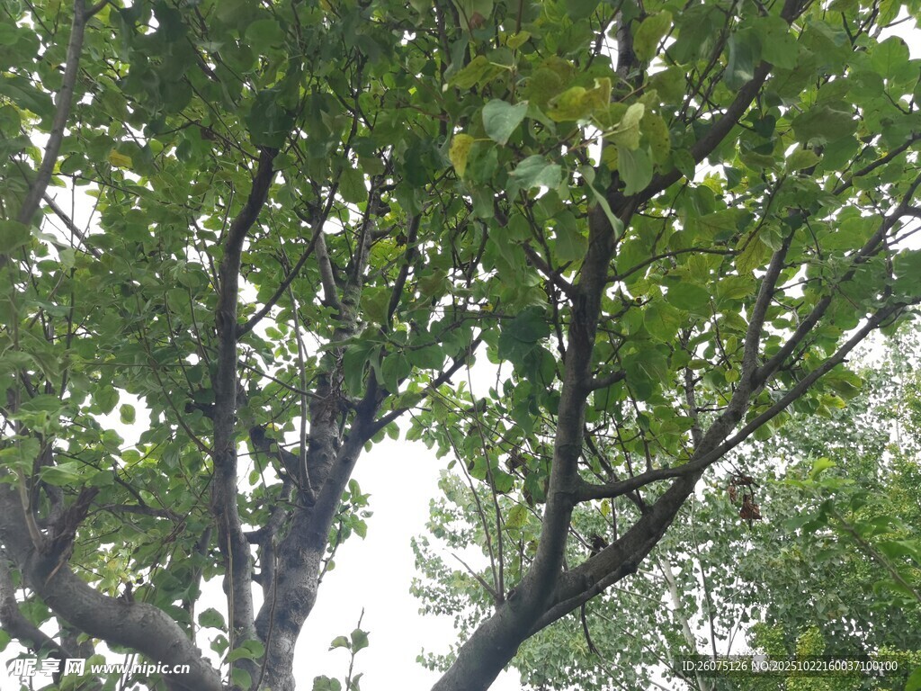 繁茂绿树枝叶葱茏