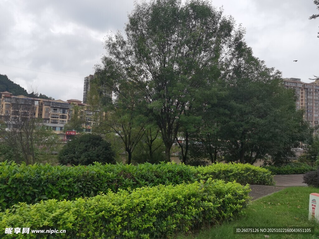 小区内的绿植景观