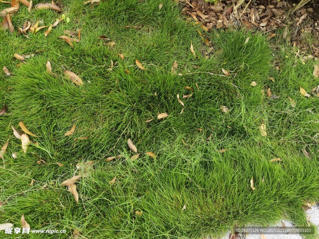 翠绿草地散落枯黄树叶
