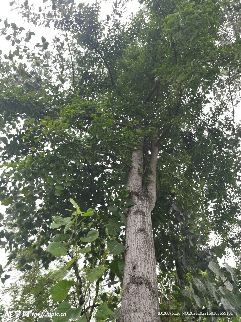 高大挺拔的树木