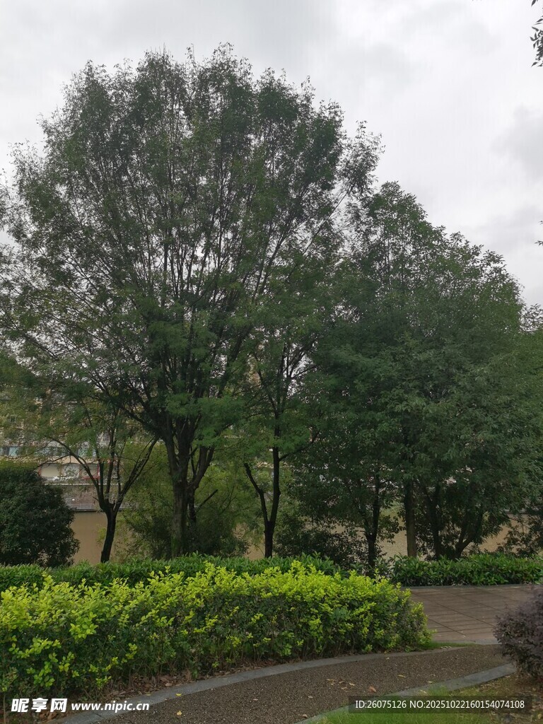 绿意盎然的园林景观