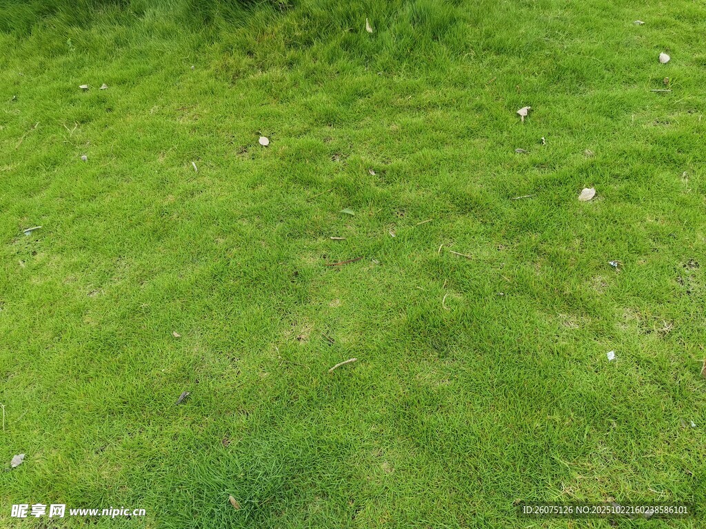 翠绿草地清新自然景象
