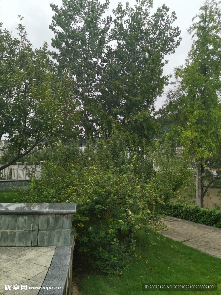 户外绿植环绕的宁静小径