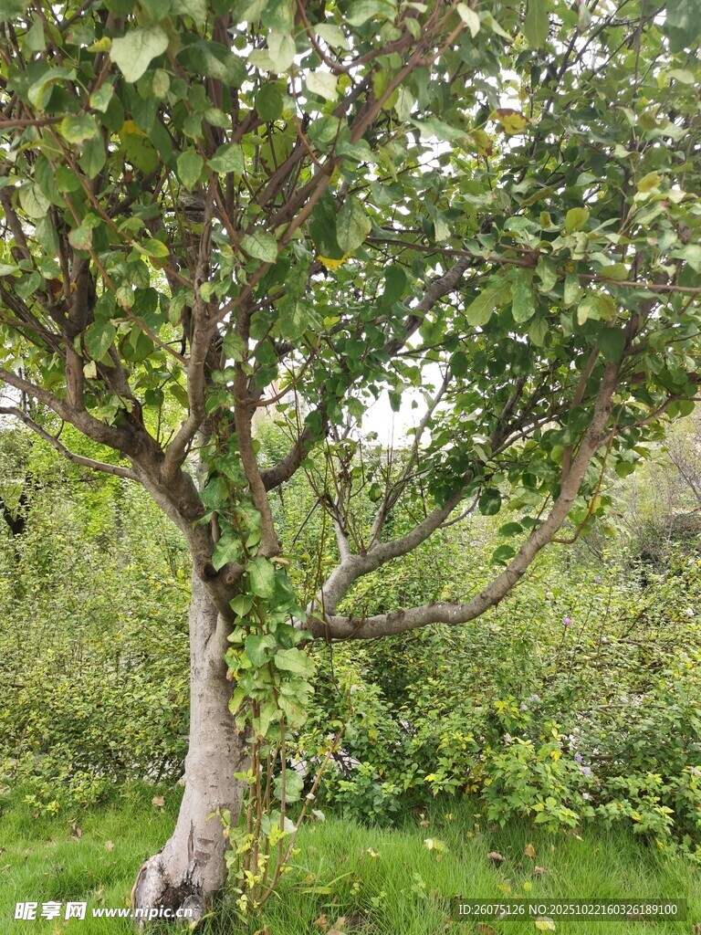 果园中的茂盛苹果树
