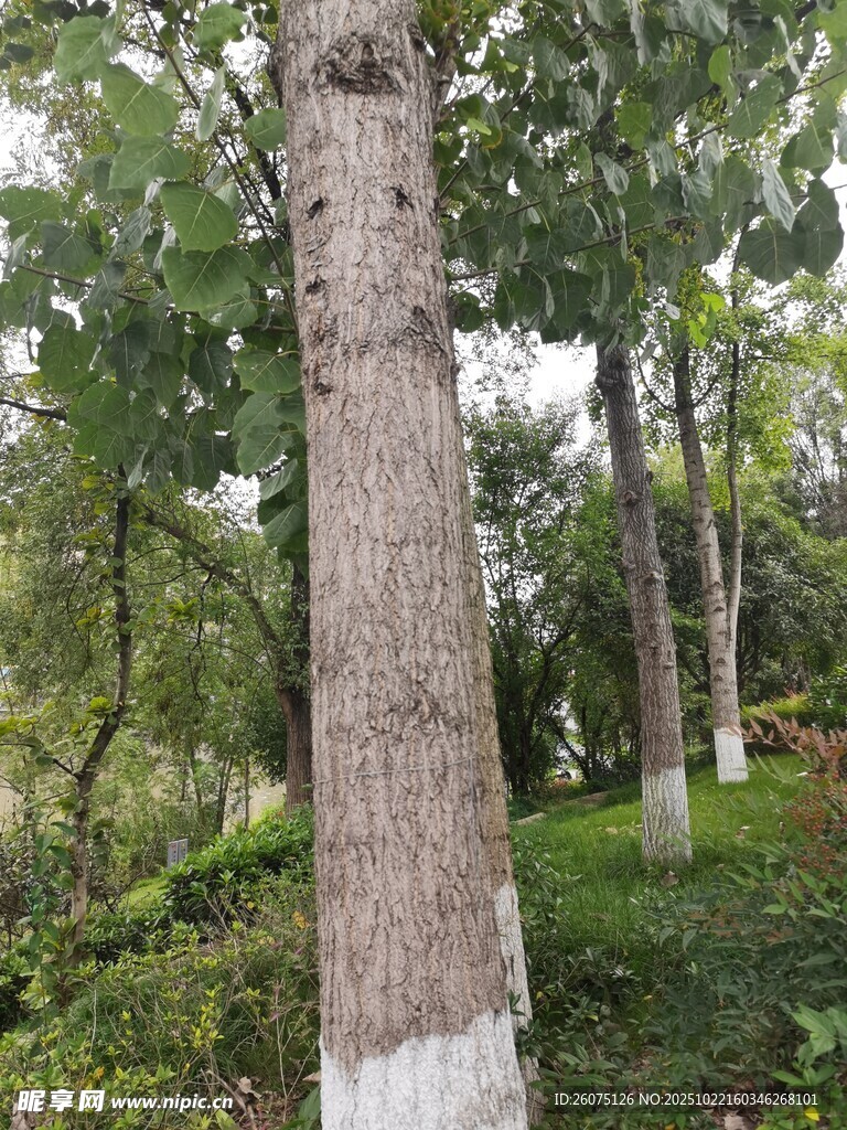 林中高大树木